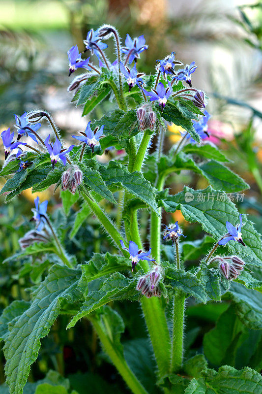 琉璃苣/波拉戈officinalis /星花